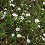 Stellaria palustris عادت داشتن