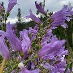 Penstemon davidsonii Rinde