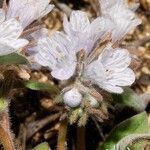 Phacelia congdonii Flower