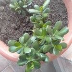 Crassula ovataبرگ