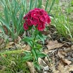 Dianthus barbatusBlüte