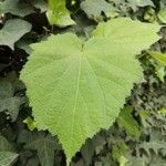 Sparrmannia africana Leaf