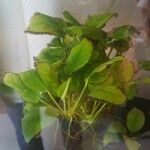 Anubias barteri Blatt