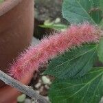 Acalypha hispida 果実