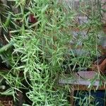 Asparagus aethiopicus পাতা