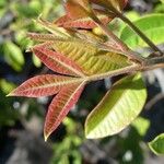 Searsia longipes List