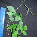 Desmodium affine Other