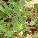 Portulaca oleracea Лист