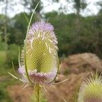 Dipsacus fullonumFlor