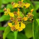 Niedenzuella acutifolia Flower