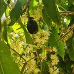 Syzygium cumini Fruit