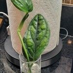 Monstera siltepecana List