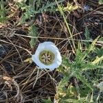 Calochortus gunnisonii Λουλούδι