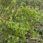 Helinus integrifolius Hoja