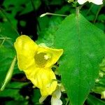 Impatiens noli-tangere 花