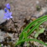 Hyacinthoides italica Lapas