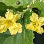 Cucumis meloFlower