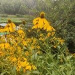 Rudbeckia laciniata Flor