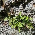 Asplenium ruta-muraria Buveinė