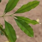 Pleiocarpa pycnantha Leaf