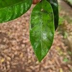 Myristica fragrans Yaprak
