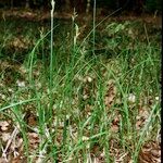 Carex pseudobrizoides Habit