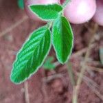 Desmodium incanum Leaf