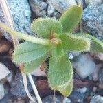 Cerastium pedunculatum Yaprak