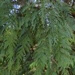 Thuja plicataFuelha