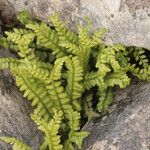 Asplenium trichomanes-ramosum অভ্যাস