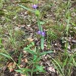 Spermacoce dibrachiata Хабит