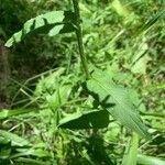 Crepis pyrenaica Hoja