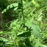 Crepis pyrenaica Blatt