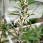 Haworthiopsis limifolia ᱵᱟᱦᱟ