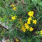 Hypericum perfoliatumLeaf