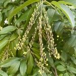 Oxydendrum arboreum Fruct