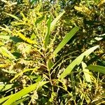 Acacia spirorbis 葉