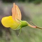 Lathyrus annuus Λουλούδι