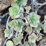 Aeonium decorum 整株植物