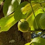 Juglans regia Fruit