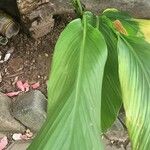 Curcuma longa 葉