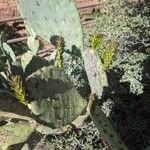 Opuntia ficus-indica Likasa