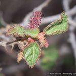 Acalypha californica Leaf