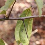 Ximenia americana Leaf