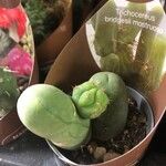 Echinopsis lageniformis Hoja