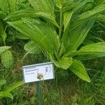 Gentiana pannonica Leaf