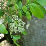 Spondias tuberosa Floare