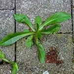 Lactuca virosa Leaf