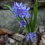 Scilla bifolia Buveinė