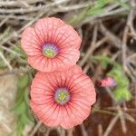 Linum pubescens 花